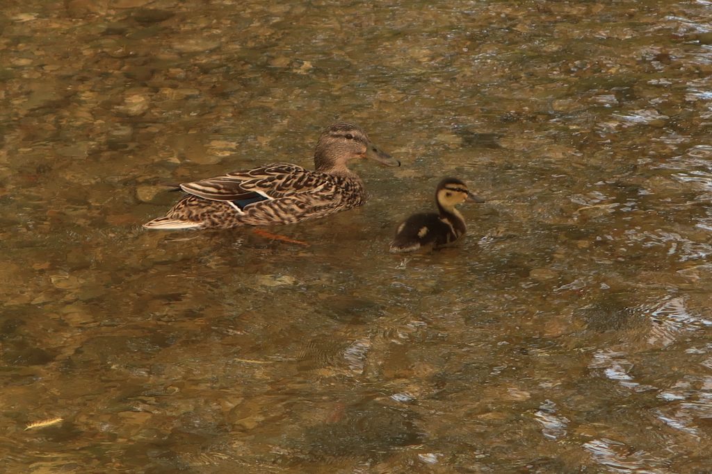 Stockente am mit Kücken Alterbach