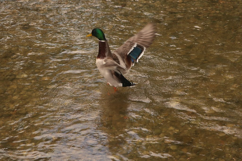 Stockente am Alterbach