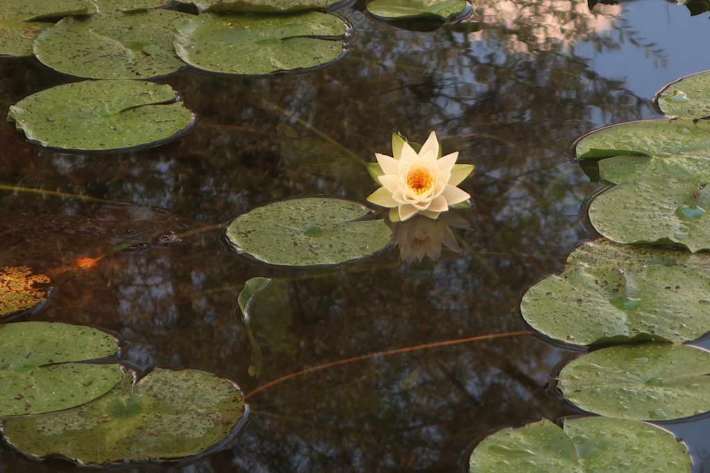 Seerose