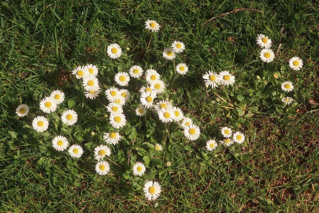 Gänseblümchen