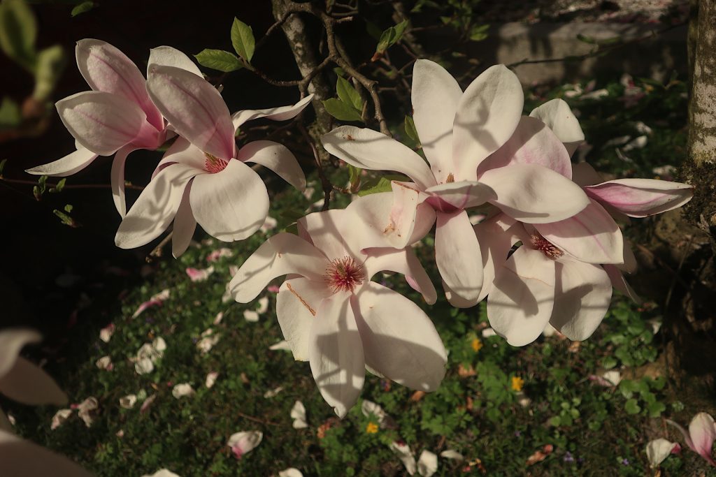 Magnolien