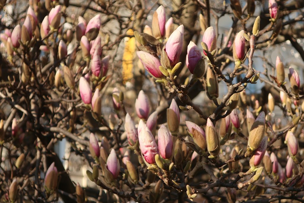 Einzelne testweise offenen Magnolienblüten