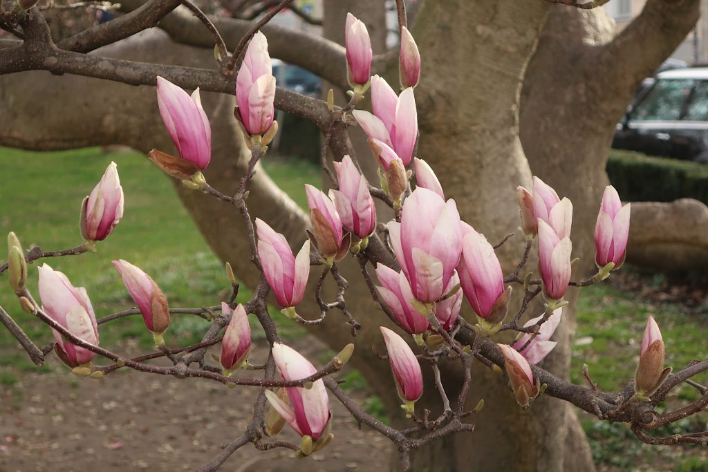 Magnolienblüten