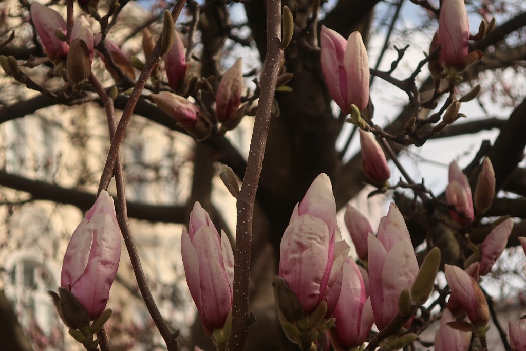 Magnolienblüten