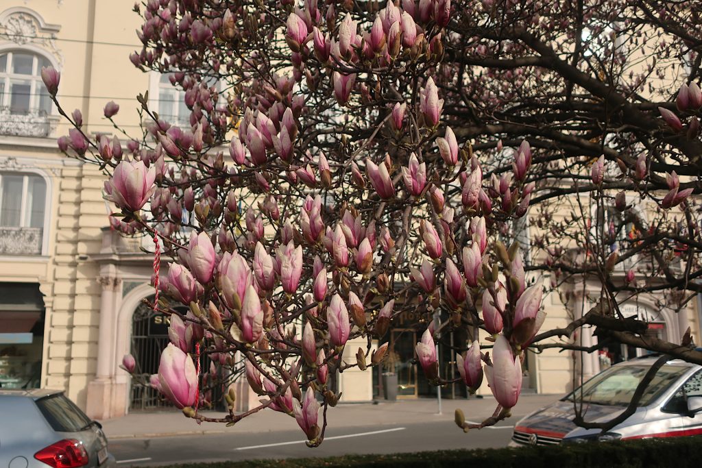 Magnolienblüten