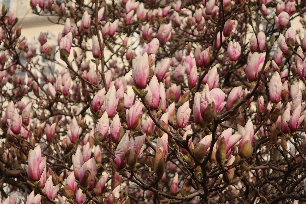 Magnolienblüten