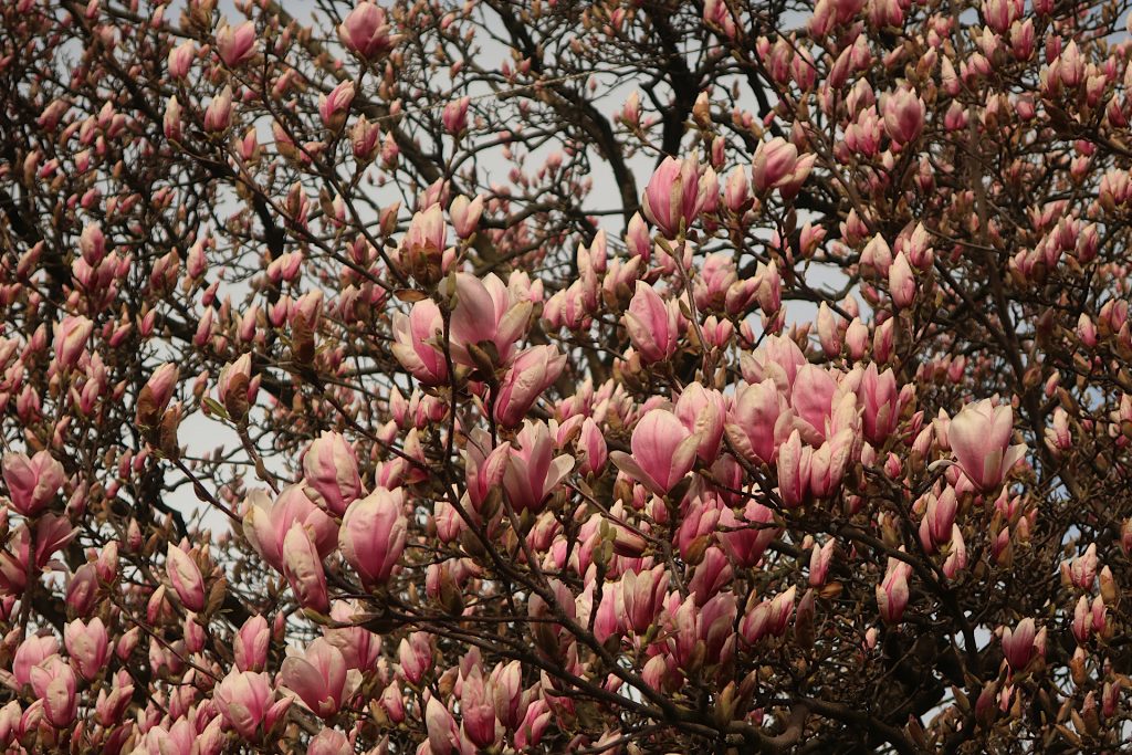 Magnolienblüten