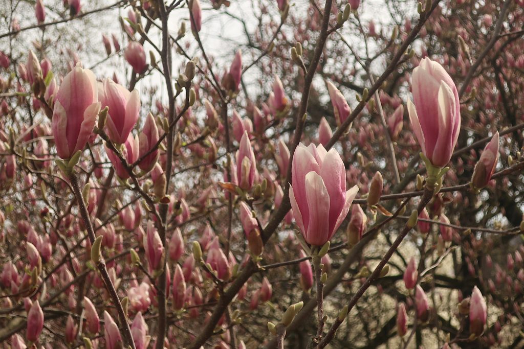 Baum mit rosa Magnolienblüten
