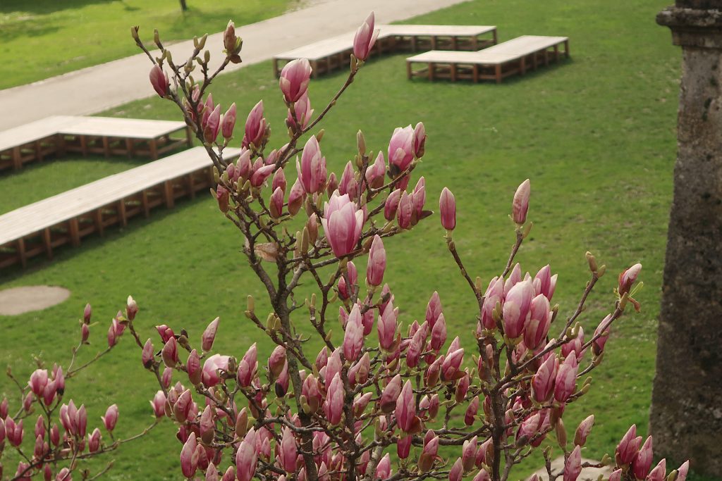 Baum mit rosa Magnolienblüten