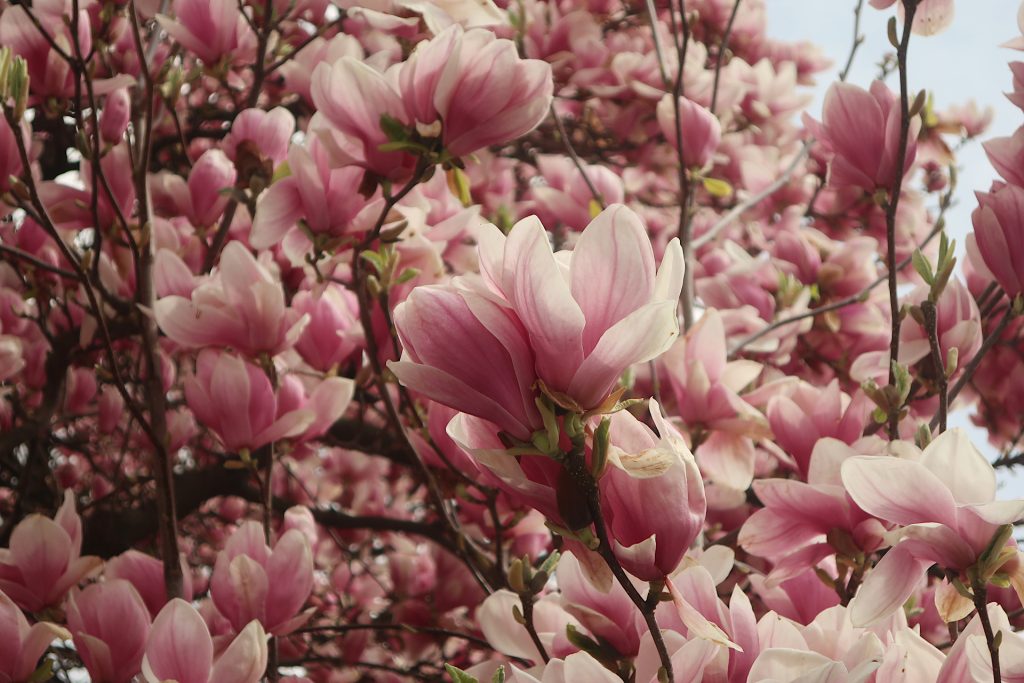 Rosa Magnolienblüten aus der Nähe
