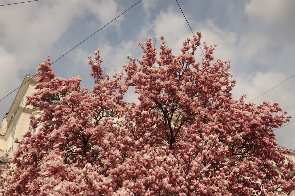 Busch mit rosa Magnolienblüten