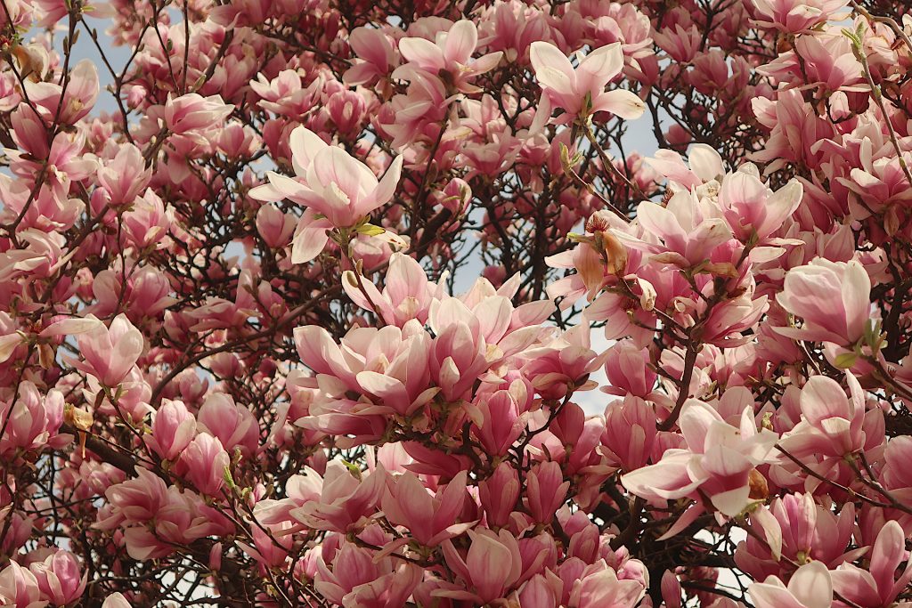 Rosa Magnolienblüten aus der Nähe