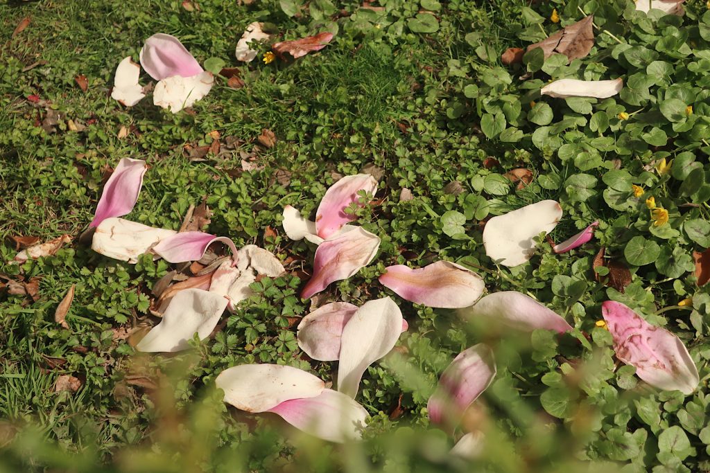 Rasen und Magnolienblütenblätter