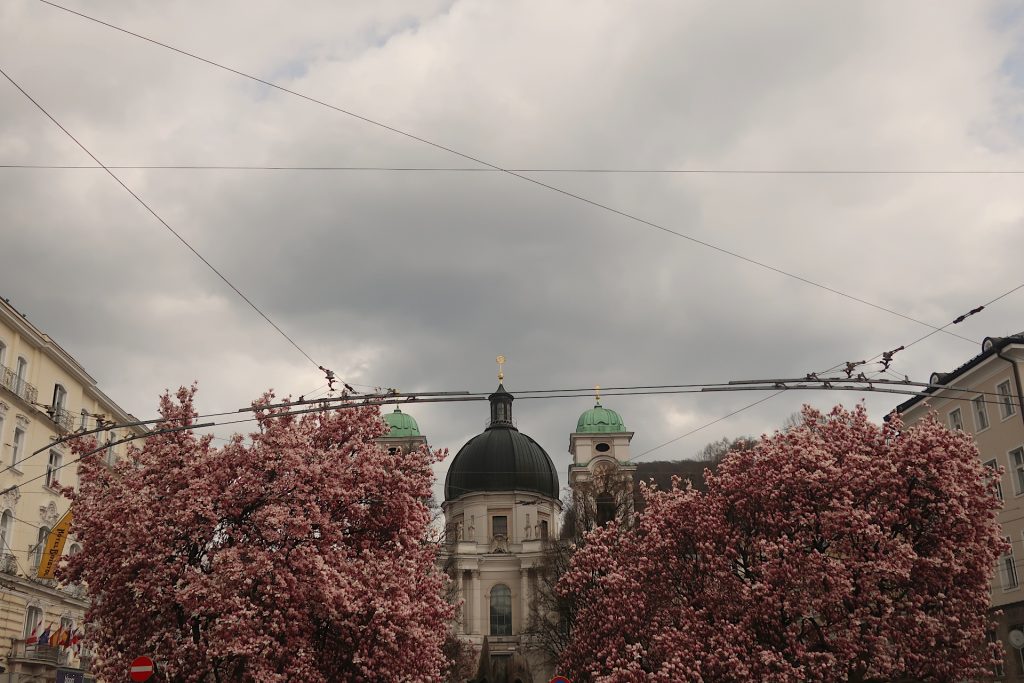 Büsche mit rosa Magnolienblüten und Dreifaltigkeitskirche im Hintergrund