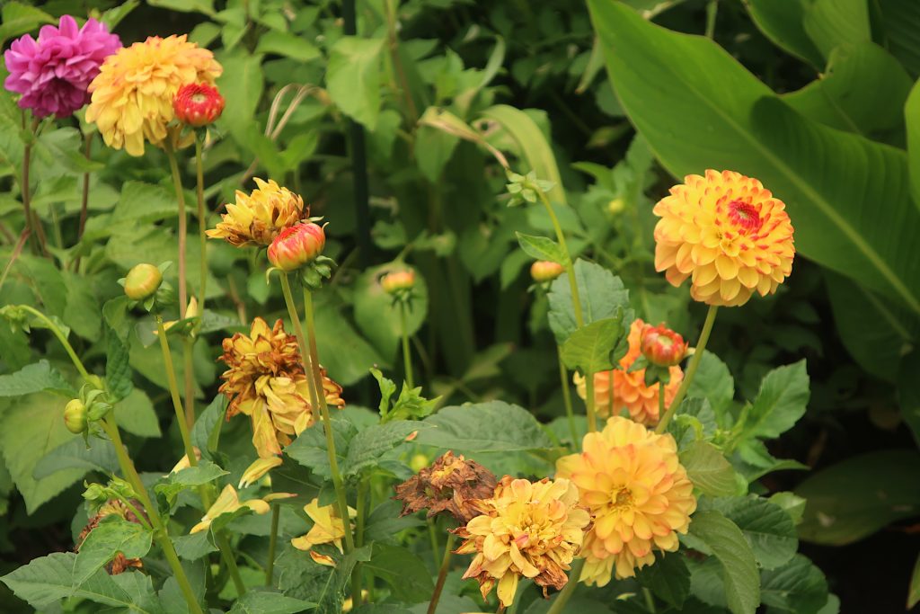 Dahlien