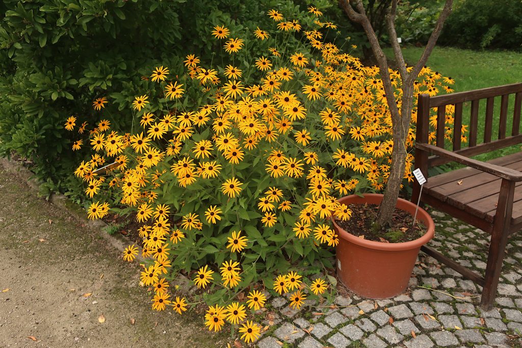 Sonnenhüte (Blumen)