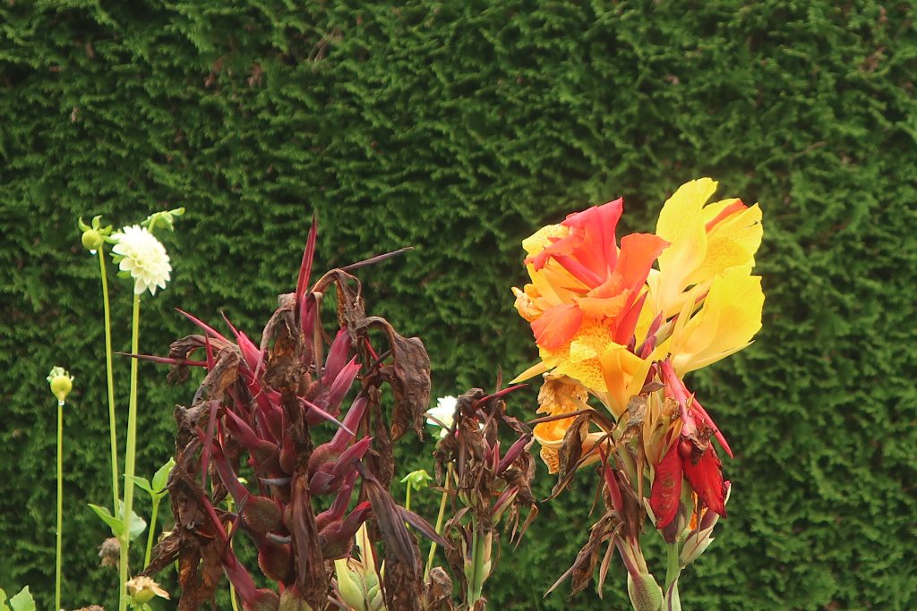 Blumen