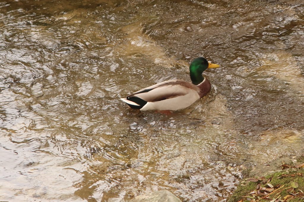Männliche Stockente auf dem Bach
