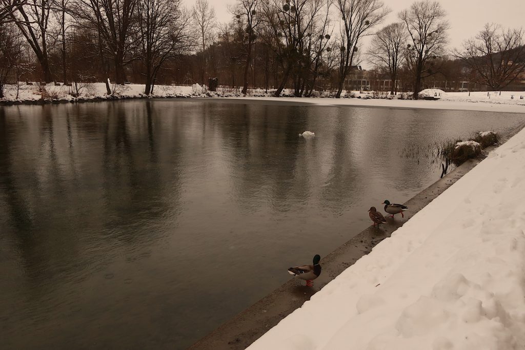 Teilzugefrorener Nawiteich und Enten
