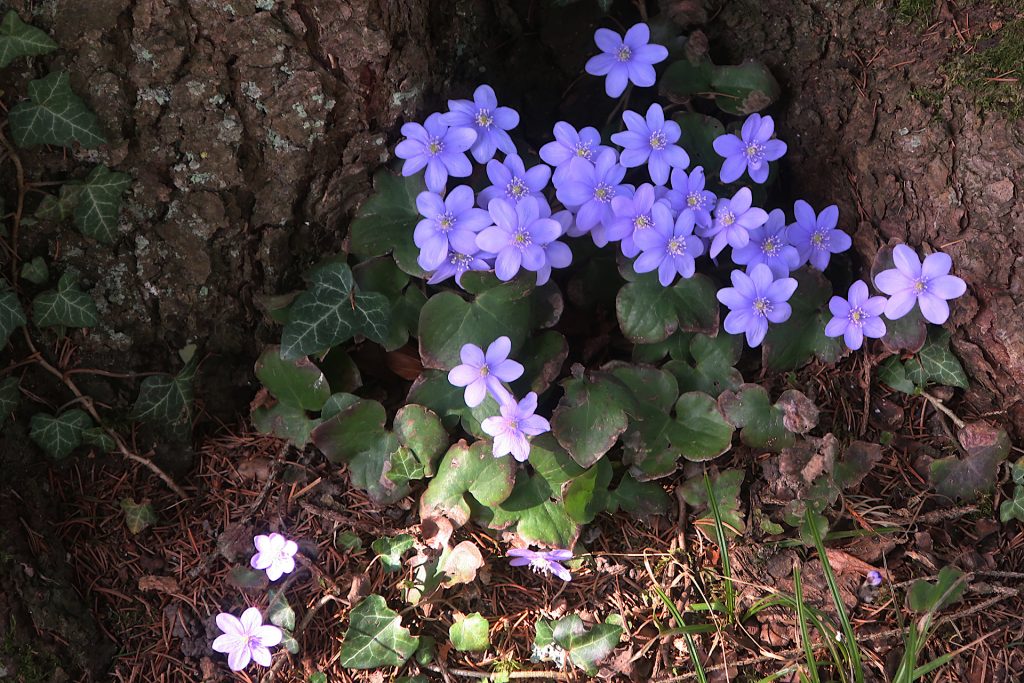 Leberblümchen