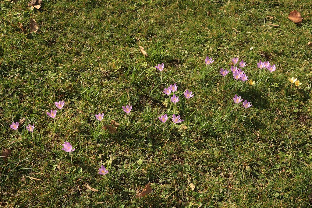 Lila und gelbe Krokusse