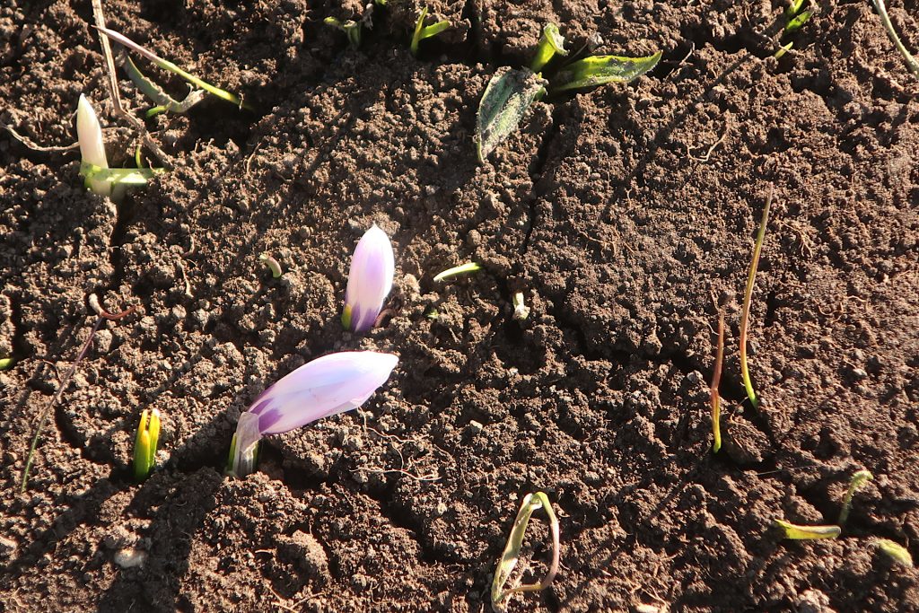 2 wilde lila Krokusse
