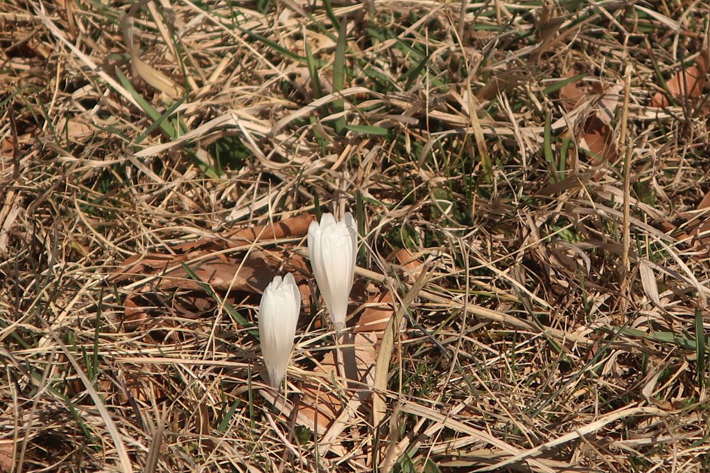2 wilde weiße Krokusse