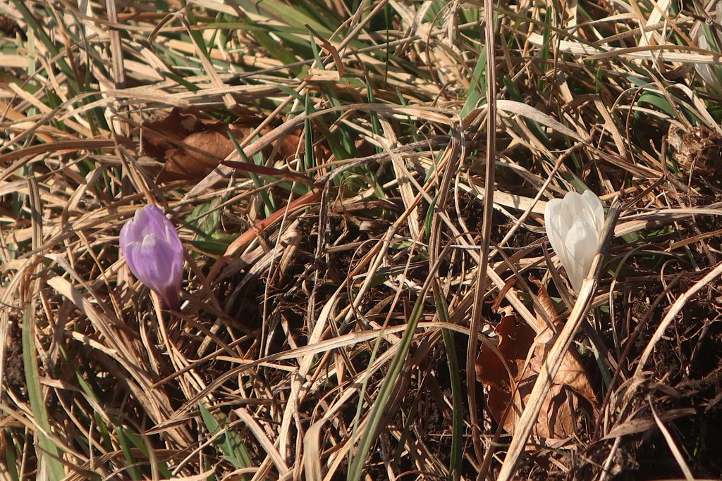 Ein lila und ein weißer wilder Krokus 