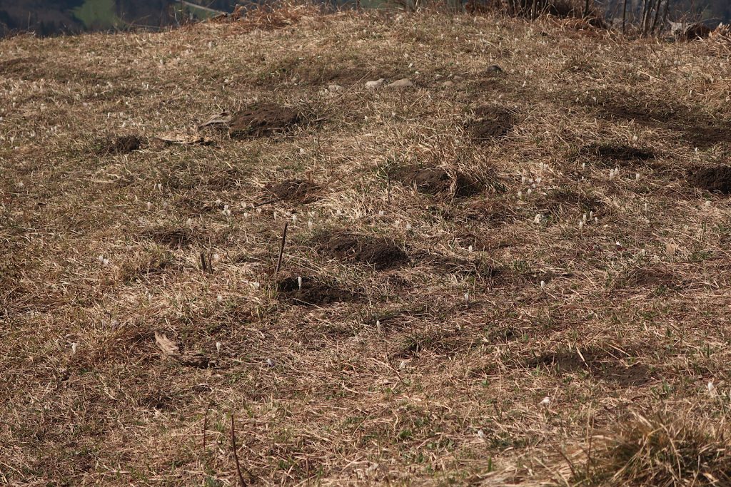 Viele wilde weiße Krokusse