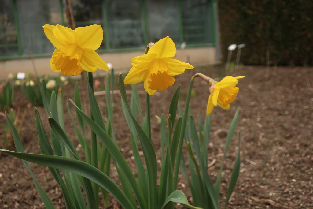 Narzissen