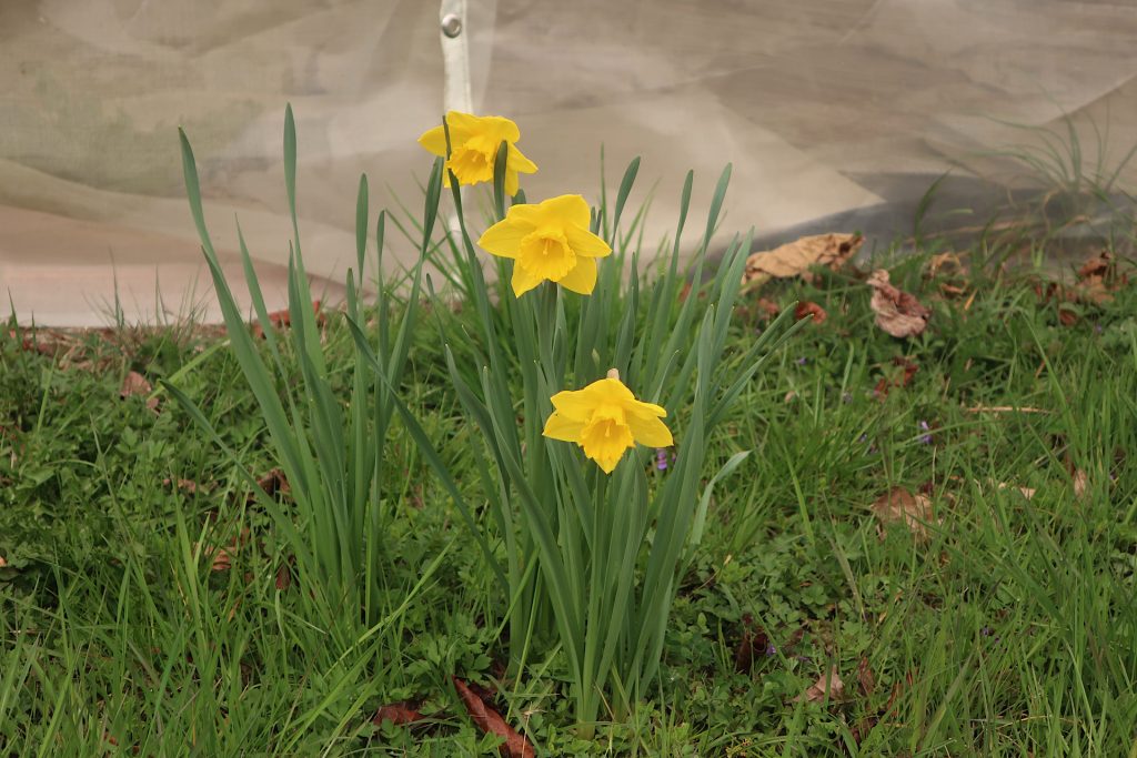 Narzissen