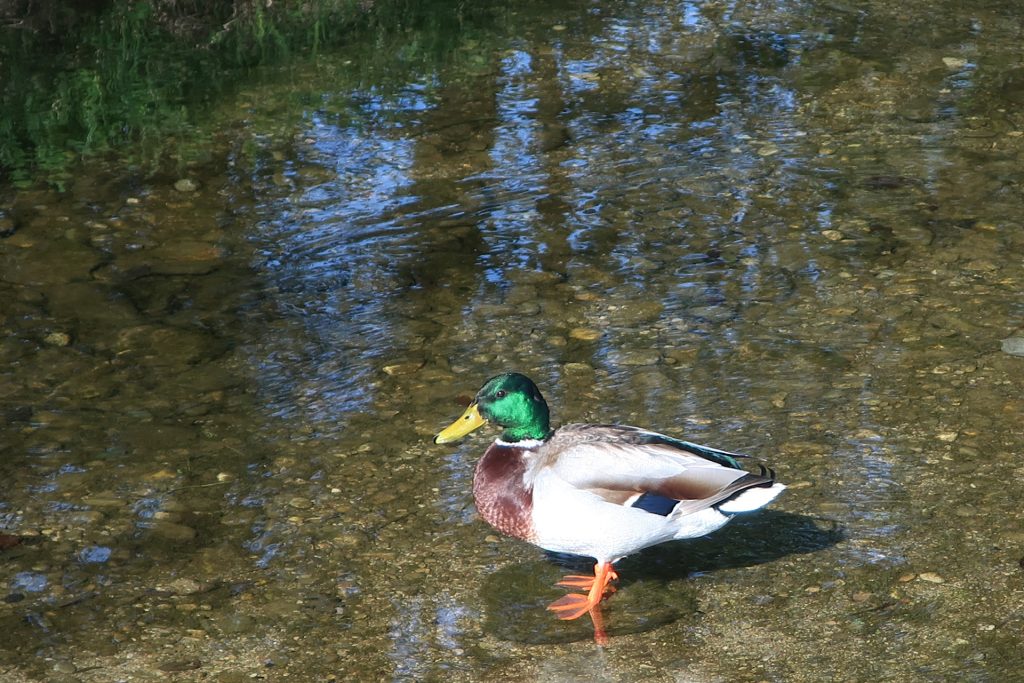 Männliche Stockente