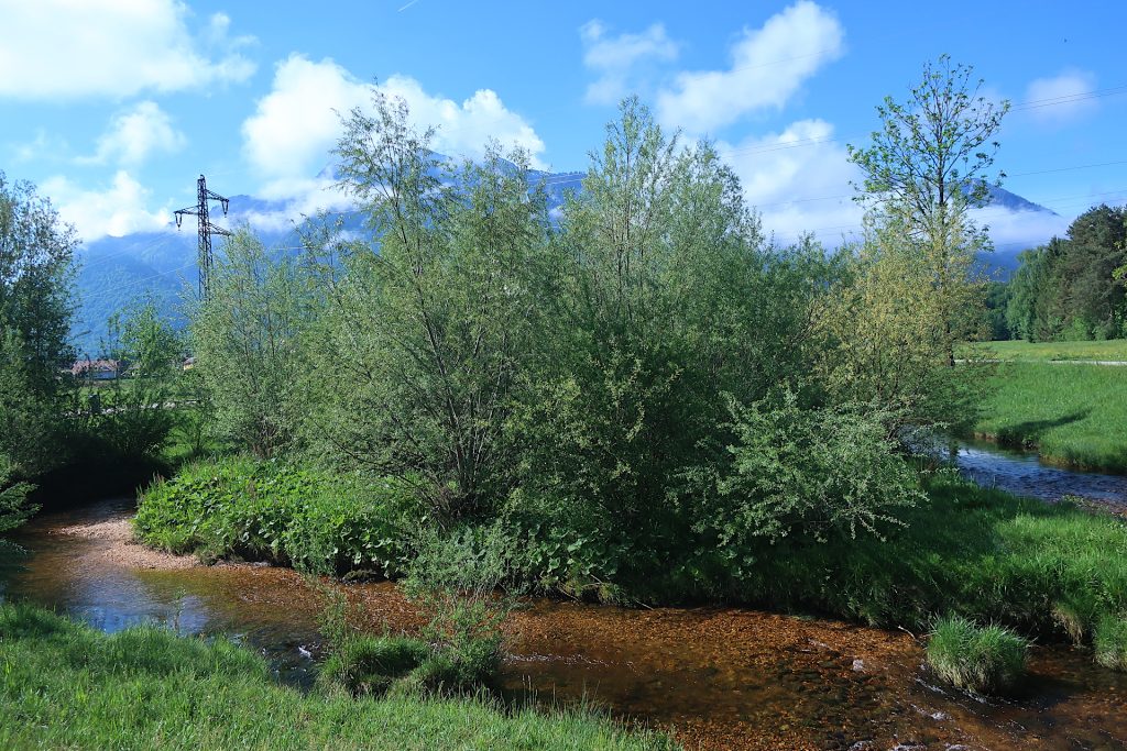 Renaturierungsbereich