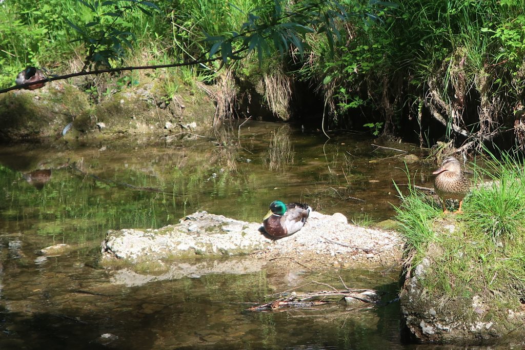 Stockente und 2 Erpel auf Steinen im Bach