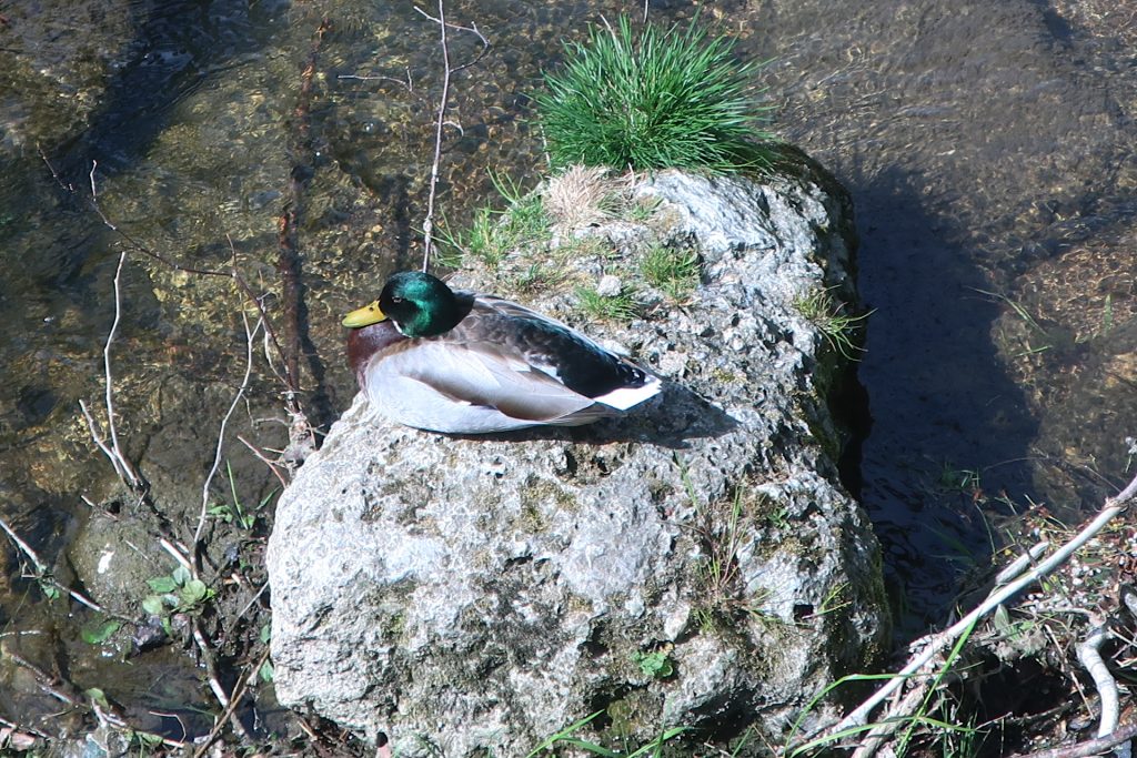Männliche Stockente auf Stein im Bach