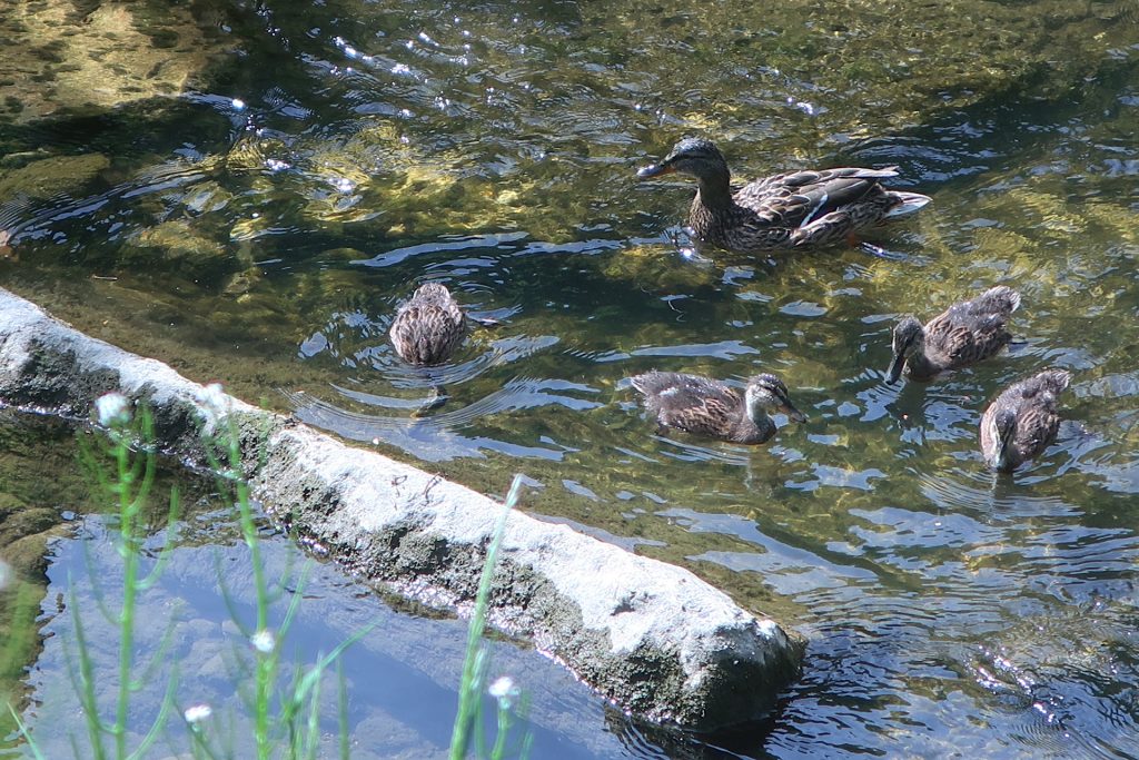 Stockente mit Kücken