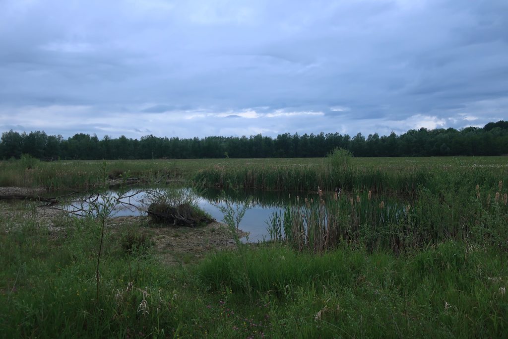 Teich