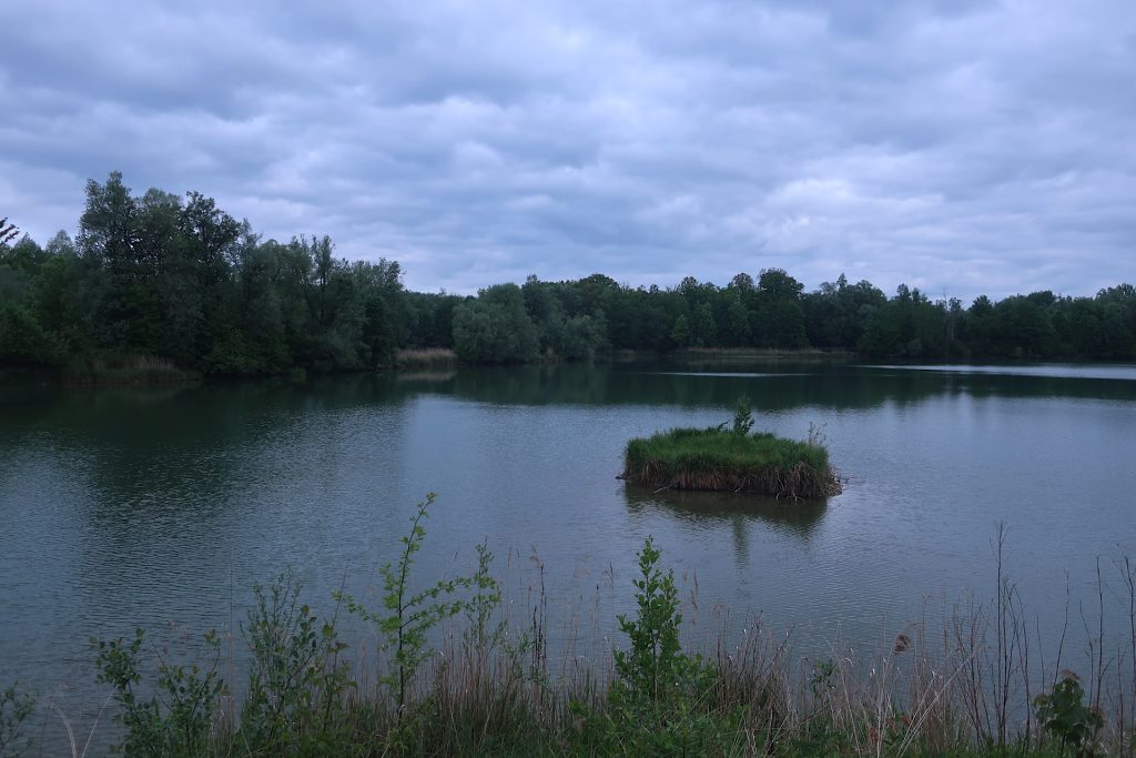 Ausee