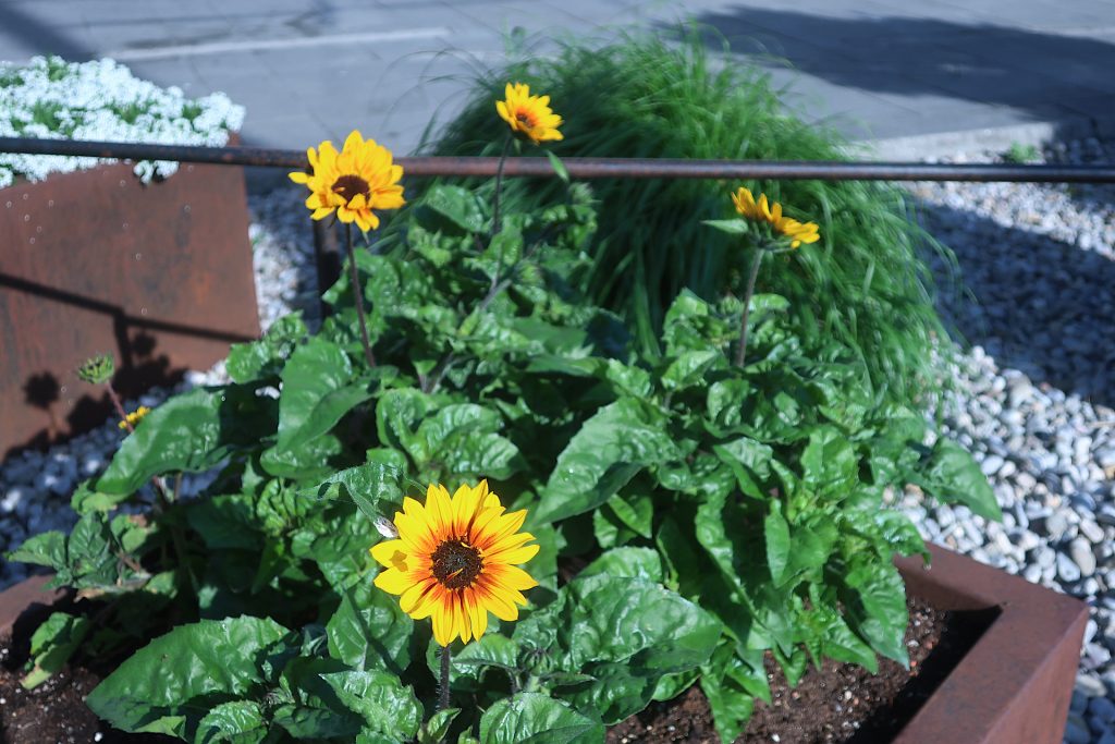 Sonnenblumen
